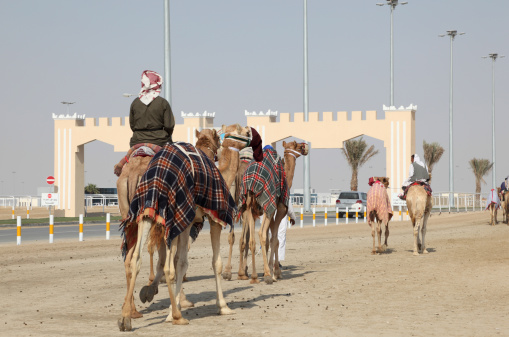 Doha, Qatar - January 7, 2012: A qatari brings his camels to the purpose-built racetrack of Sheehaniya to take part on a camel racing, Doha, Qatar, Middle East