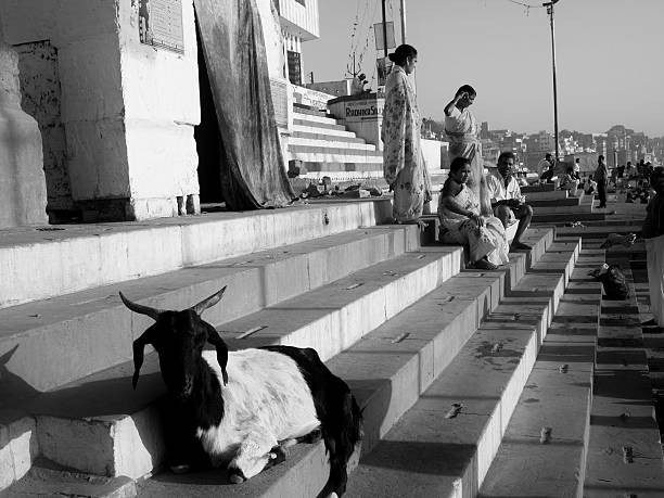 menschen und ziege auf dem westghats von ganges - india ganges river goat steps stock-fotos und bilder