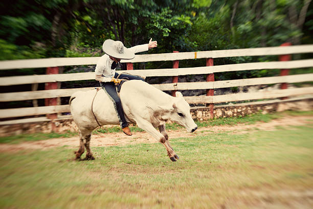 meksiko charro mengendarai sapi - banteng jantan potret stok, foto, & gambar bebas royalti