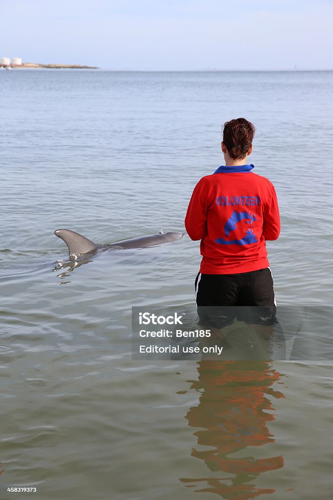 Voluntarios con los delfines - Foto de stock de Adulto libre de derechos