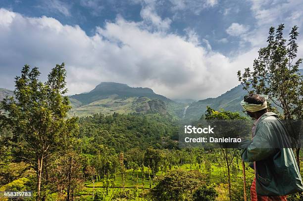 Photo libre de droit de Plantation De Thé Kannan Devan Hills Munnar Kerala Inde banque d'images et plus d'images libres de droit de Adulte