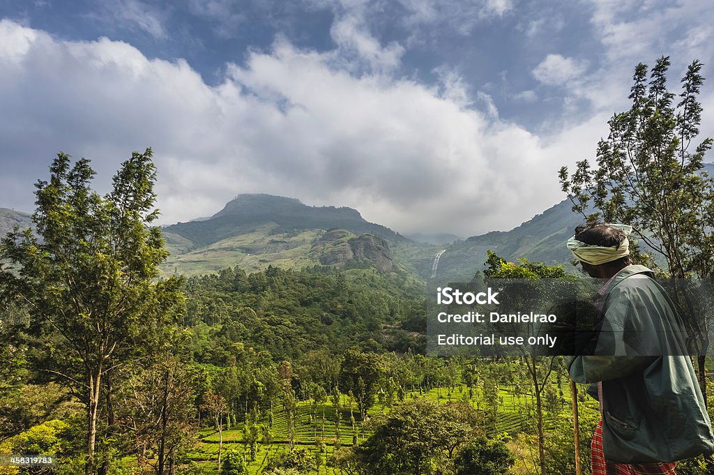 Plantação de chá, Kannan Devan Hills, Munnar, Kerala, Índia. - Foto de stock de Adulto royalty-free