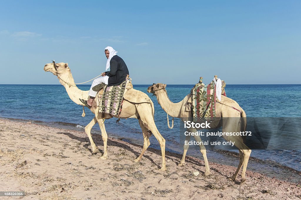 Beduin na wielbłądzie - Zbiór zdjęć royalty-free (Afryka)