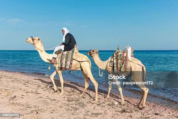 Foto de Bedouin Em Um Camelo e mais fotos de stock de Adulto - Adulto, Alto - Descrição Geral, Animal