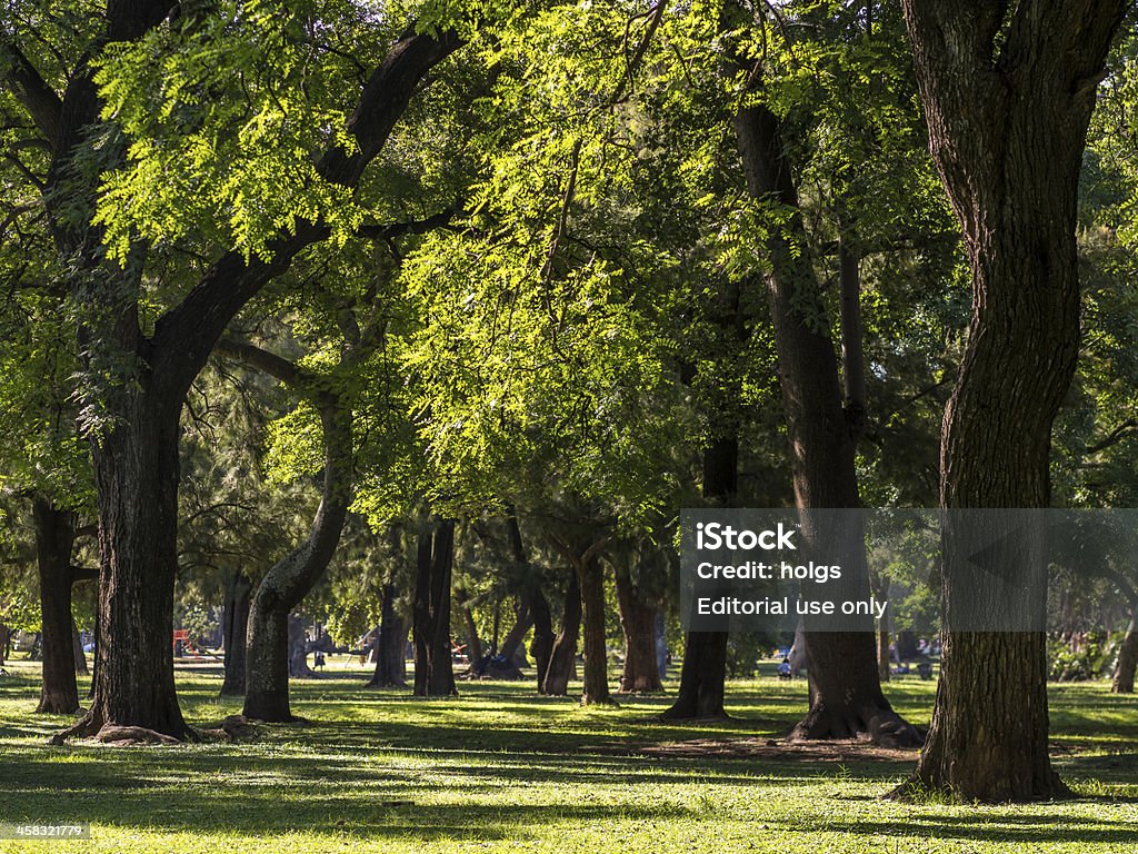 Bäume, Buenos Aires - Lizenzfrei Argentinien Stock-Foto