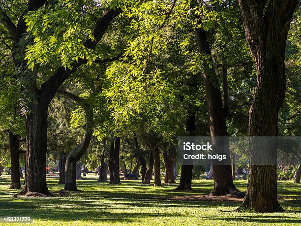 Bäume Buenos Aires Stockfoto und mehr Bilder von Argentinien - Argentinien, Baum, Bildkomposition und Technik