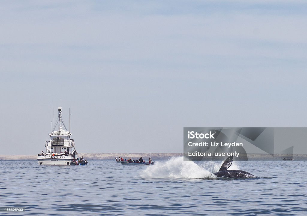 Grigio/Grigio balena (Eschrichtius robustus) Balzare fuori dall'acqua - Foto stock royalty-free di Balena