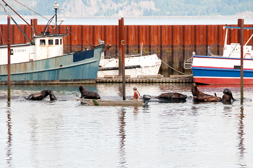 Astoria, USA - September 9, 2013: A fish and wildlife officer checks on the Sea lions early in the morning in the harbor.