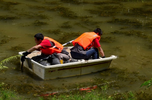 Singapore - July 15, 2013: Two chinese men in a small square boat clean the Swan Lake located inside Singapore's Botanic Gardens. Singapore relies heavily on foreign workers to do menial jobs to keep the city functioning smoothly.