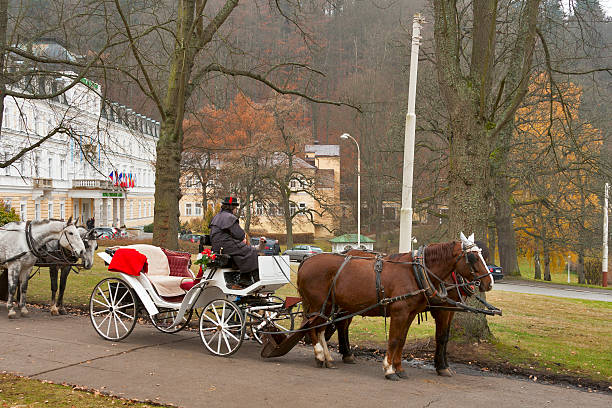 horse-drawn carriage horses