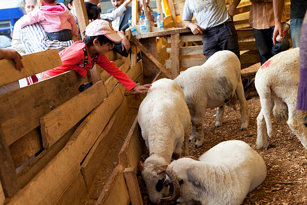 ganado mercado en estambul - editorial sacrifice animal cow fotografías e imágenes de stock