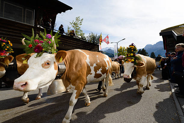 スイス牛の後をひく alp - switzerland cow bell agricultural fair agriculture ストックフォトと画像