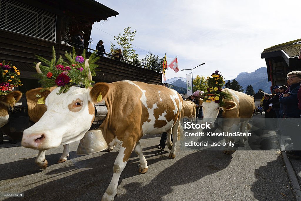 Szwajcarska krowy po alp-descent - Zbiór zdjęć royalty-free (Berneński Oberland)