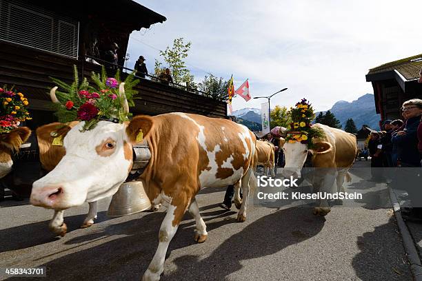 Szwajcarska Krowy Po Alpdescent - zdjęcia stockowe i więcej obrazów Berneński Oberland - Berneński Oberland, Bydło Simmental, Chata w górach