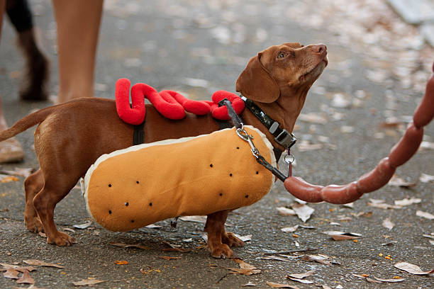 dackel das in warmen hund kostüm zu halloween - wearing hot dog costume stock-fotos und bilder