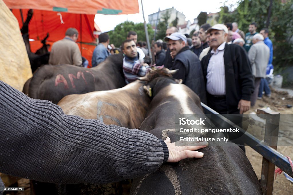 動物の犠牲祭のイスラム教徒 - お祝いのロイヤリティフリーストックフォト