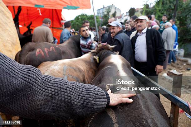 Animais Para Festa Muçulmana Do Sacrifício - Fotografias de stock e mais imagens de Adulto - Adulto, Aldeia, Animal