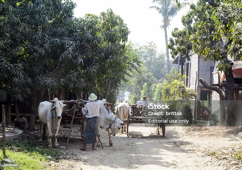 Village street com as equipes de oxen em Myanmar. - Foto de stock de Adulto royalty-free