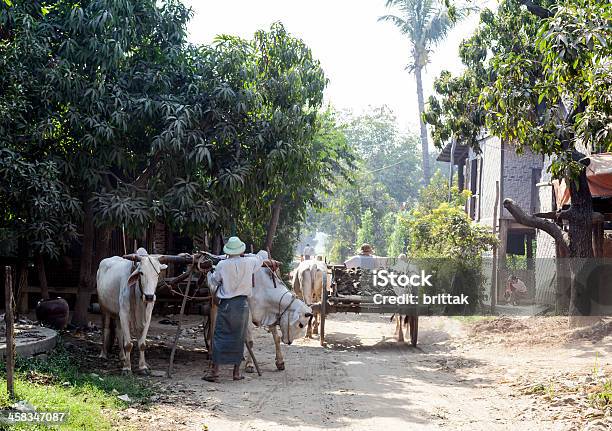 Foto de Village Street Com As Equipes De Oxen Em Myanmar e mais fotos de stock de Adulto - Adulto, Aldeia, Animal de Trabalho