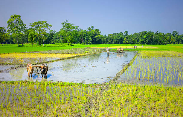 Farmers ploughing paddy fields with oxen, Majuli, Assam, India. Majuli, India - August 27, 2011: Farmers use oxen and traditional wooden plough to prepare fields of paddy on a bright sunny morning on the island of Majuli in Assam, India. bullock cart india stock pictures, royalty-free photos & images