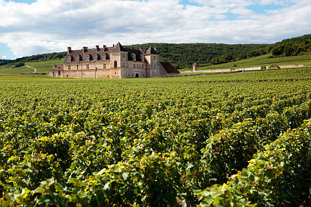 Typical French vineyard and chateau Burgundy, France - September 10, 2013: Landscape view of a typical sunlit vineyard in Burgundy, France with Chateau Clos Du Vougeot, stone walls and hills in the background.  Space for copy. burgundy france stock pictures, royalty-free photos & images