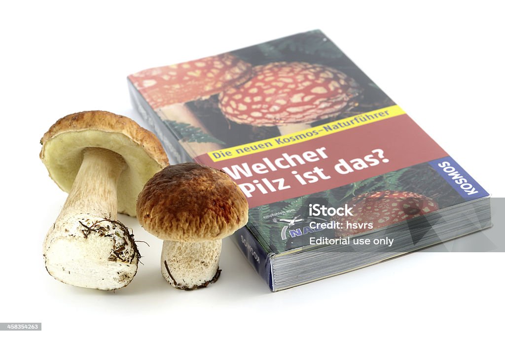 Festlegung Arten von fungi in mushroom buchen. - Lizenzfrei Akademisches Lernen Stock-Foto