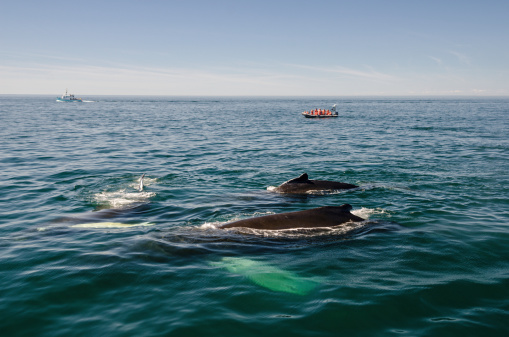 Bay of Fundy, Nova Scotia, Canada - August 25, 2012: Tourists on a whale watching boat, look on as three humpback whales surface to breath in the Bay Of Fundy off the coast of Nova Scotia. One is a 9 month old Calf.