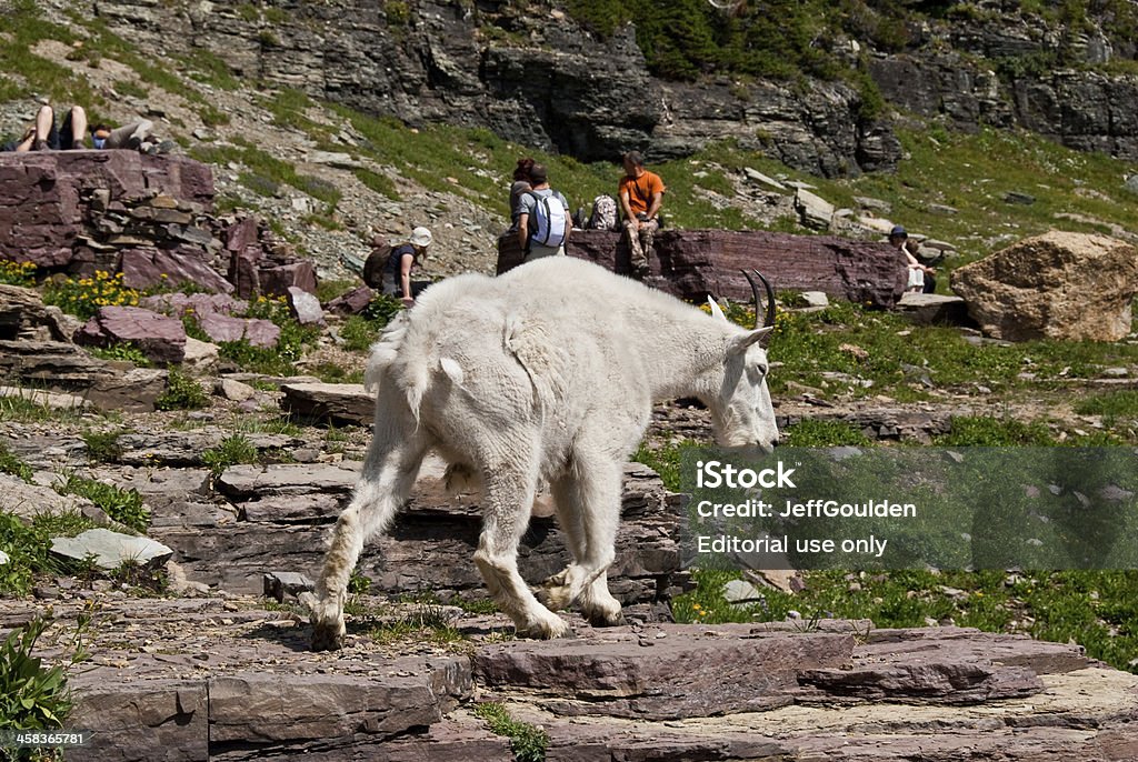 Mountain Goat zu Fuß von Wanderer - Lizenzfrei Going-to-the-Sun-Road Stock-Foto