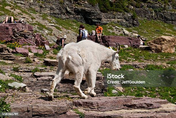 Mountain Goat Zu Fuß Von Wanderer Stockfoto und mehr Bilder von Going-to-the-Sun-Road - Going-to-the-Sun-Road, Berg, Einzelner Gegenstand