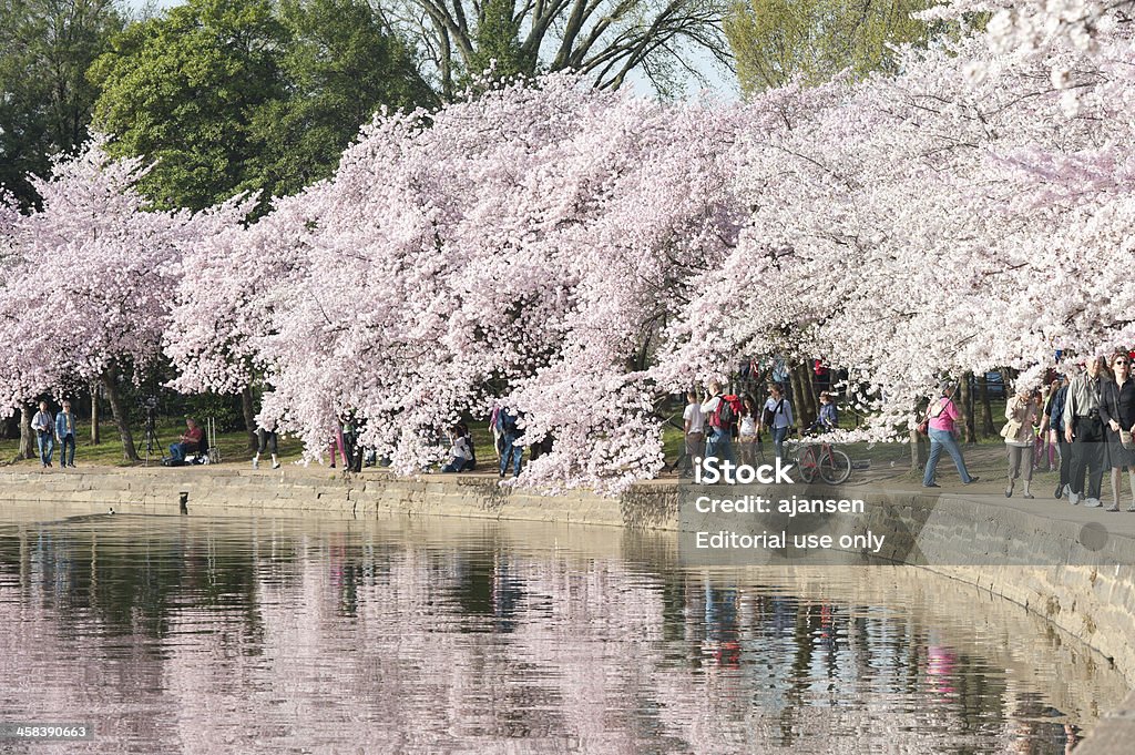 観光をお望みのお客様には、桜、タイダルベイスン、ワシン�トン D .C . - アメリカ合衆国のロイヤリティフリーストックフォト
