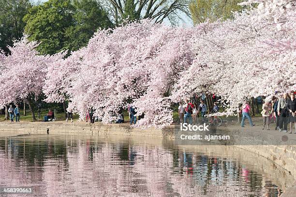 観光をお望みのお客様には桜タイダルベイスンワシントン D C - アメリカ合衆国のストックフォトや画像を多数ご用意 - アメリカ合衆国, アメリカ文化, エディトリアル