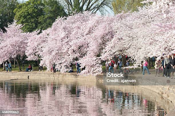 여행 보고 벚꽃 조수 배이신 워싱턴 Sakura Matsuri에 대한 스톡 사진 및 기타 이미지 - Sakura Matsuri, 걷기, 관광객