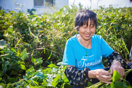 Shanghai, China - Oct 3, 2013: A senior Chinese woman was working in a field, collecting soybeans. She was wearing a smile when harvesting. Agriculture remains a vital industry of China's economy.