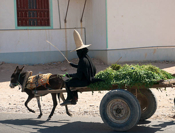 Shepherdess Tarim, Yemen - December 30, 2010: Shepherdess. In wadi Hadramawt are tourist attraction shepherdess wearing tipical straw hat reminiscent of a witch hat. donkey animal themes desert landscape stock pictures, royalty-free photos & images