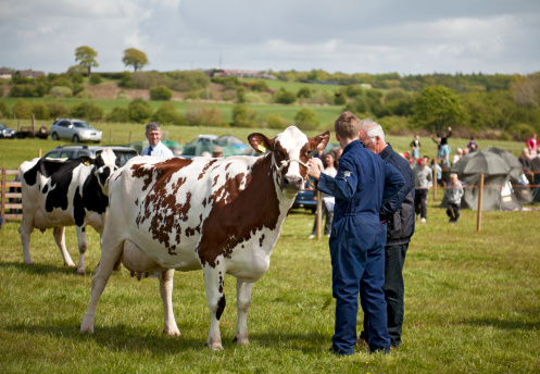 Dalry, Scotland, UK - 15th May 2010:Farmers proudly showing off their best dairy cows. Foreground is an Ayrshire cow, behind that is a Holstein/Freisian.In the background, a Highland Dancing competition is taking place.
