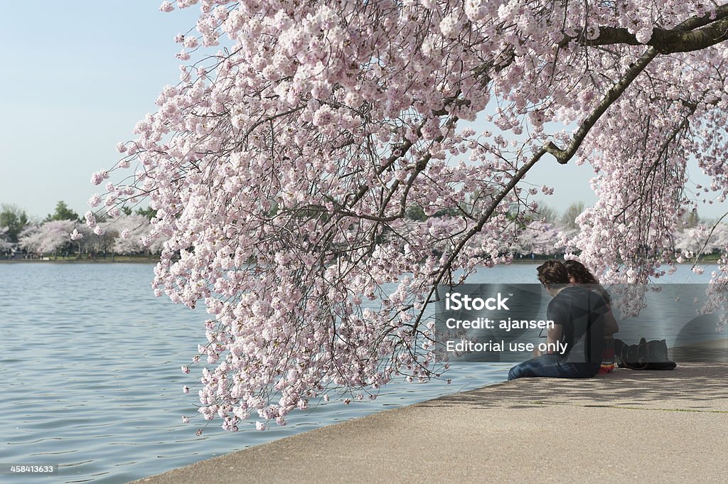 Coppia romantica Godetevi i fiori di ciliegio, tidal basin, washington - Foto stock royalty-free di Washington DC