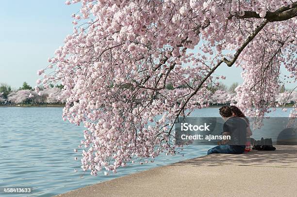 Романтическая Пара Наслаждается Cherry Blossoms Tidal Basin Washington — стоковые фотографии и другие картинки Вашингтон округ Колумбия