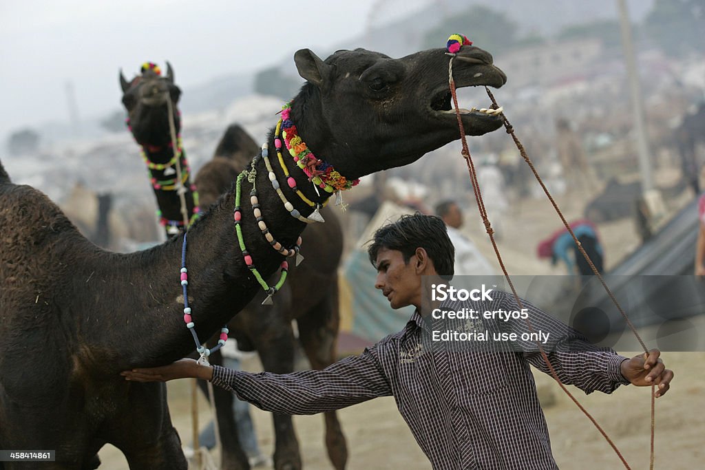 Camel Market Stock Photo - Download Image Now - Adventure, Agricultural Fair,  Animal - iStock