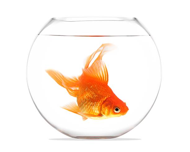 istock Goldfish floating in glass sphere and on a white background 458439555