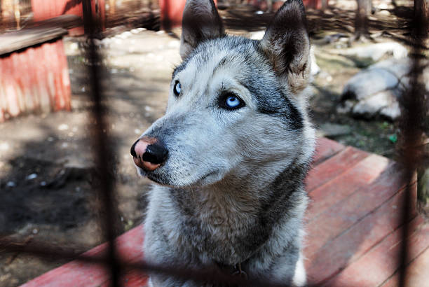 istock sad and tearful husky behind in cage 458447971