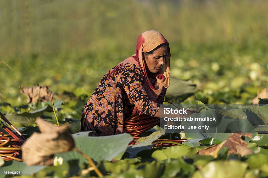 Donna raccogliere Foglia di loto - Foto stock royalty-free di Abbigliamento