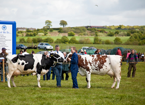 Dalry, Scotland, UK - 15th May 2010:Two farmers relax and chat while showing their cattle in the dairy cow class of a Farmer's Show.The left-hand cow is a Holstein-Friesianand the brown and white cow is an Ayrshire.