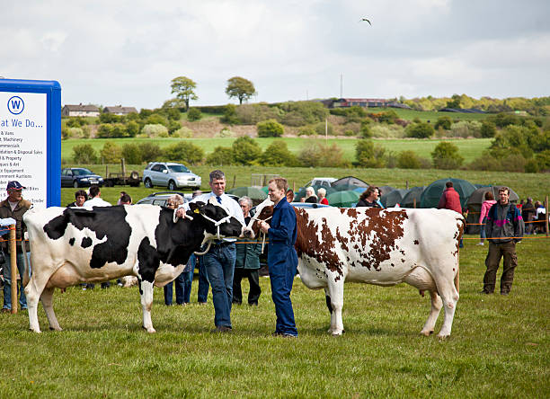 Two dairy farmers showing their cows - Dalry Open Show Dalry, Scotland, UK - 15th May 2010:Two farmers relax and chat while showing their cattle in the dairy cow class of a Farmer's Show.The left-hand cow is a Holstein-Friesianand the brown and white cow is an Ayrshire. ayrshire cattle photos stock pictures, royalty-free photos & images