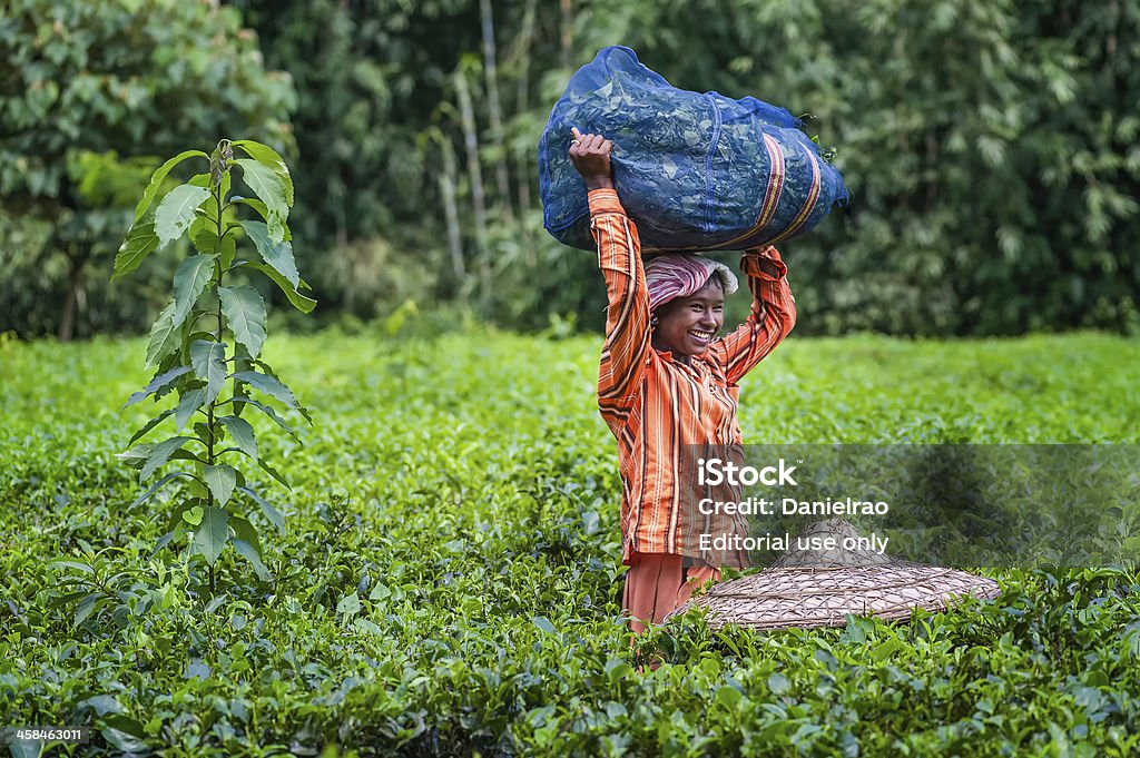 Té con hojas de bambú harvester con sombrero Jorhat, Assam, India. - Foto de stock de Adulto libre de derechos