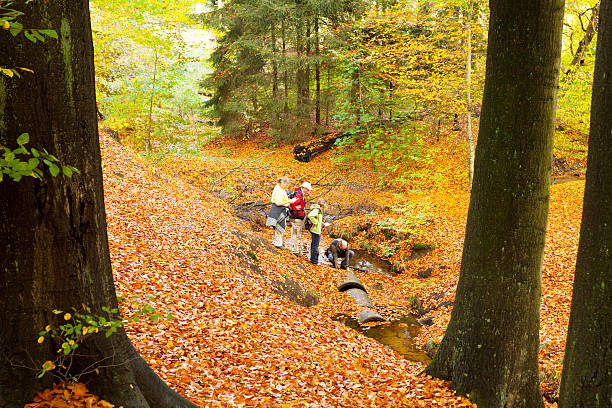 zwischenspeicherung im wald mit geometrischem muster - ratingen stock-fotos und bilder