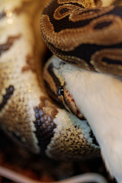 Ball Python Killing Mouse 30+ Creep Mouse Stock Photos, Pictures & Royalty-Free Images - iStock
