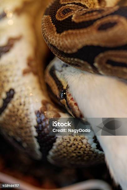 Ball Python Stock Photo - Download Image Now - Animal, Animal Mouth ...