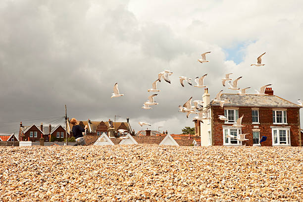 Aldeburgh, England - July 15, 2009: Woman holding fish and chips in the paper wrapper feeding a flock of sea gulls with the shingle beach in the foreground, in front of the houses on the sea front on Crag Path. Feeding the gulls is no longer allowed and signs along the sea front detail a financial penalty if caught stating that feeding gulls can encourage them to pester for food.