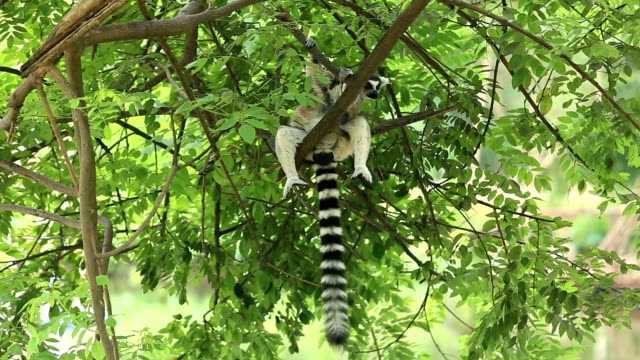 Sitting Lemur