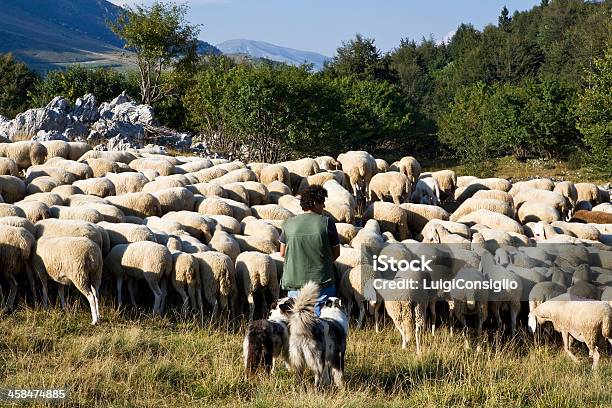 Foto de Rebanho De Carneiro e mais fotos de stock de Agricultura - Agricultura, Animal, Animal de Fazenda